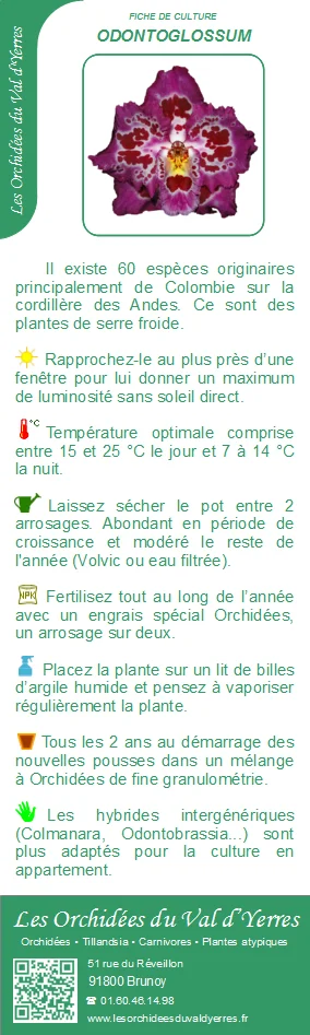 Fiche culture ODONTOGLOSSUM
